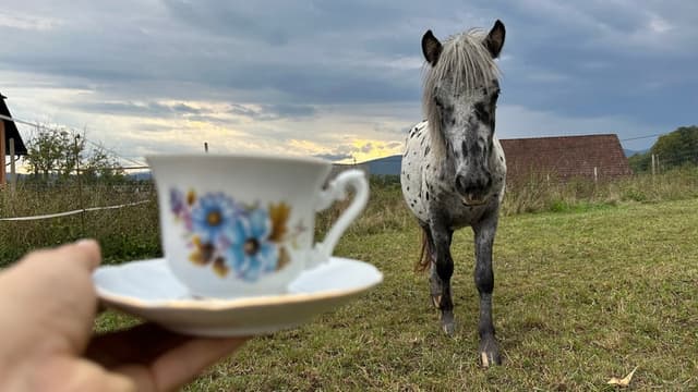 Čajanka na posesti